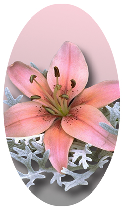 DNSBLUF 023 Pink Lily
